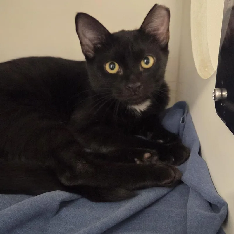 A baby medium-sized female Domestic Short Hair cat named Asher for adoption in Voorhees, NJ