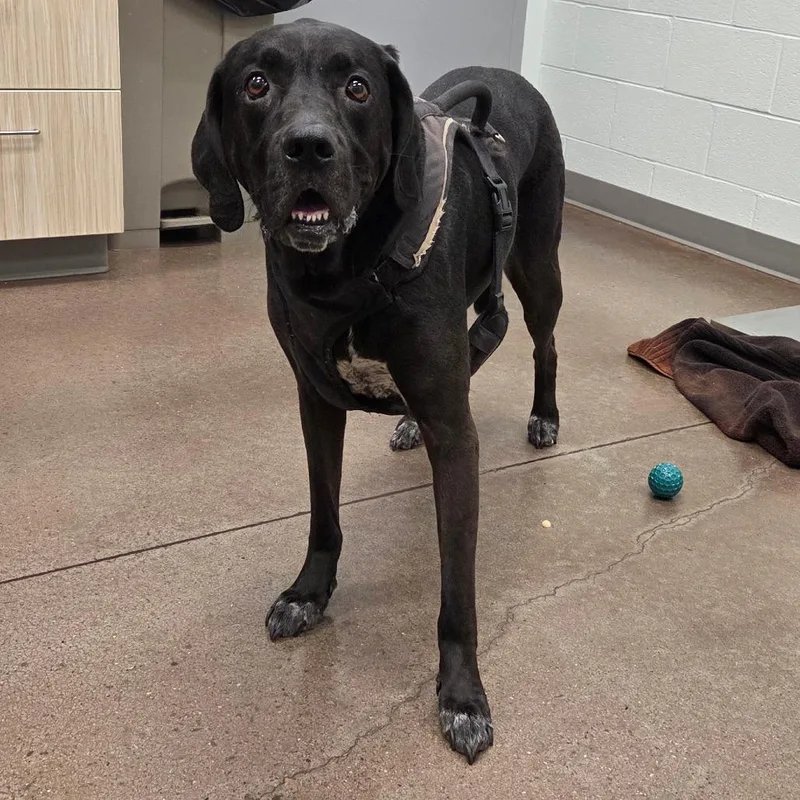 A senior large-sized female Black Labrador Retriever dog named Taco for adoption in Chattanooga, TN