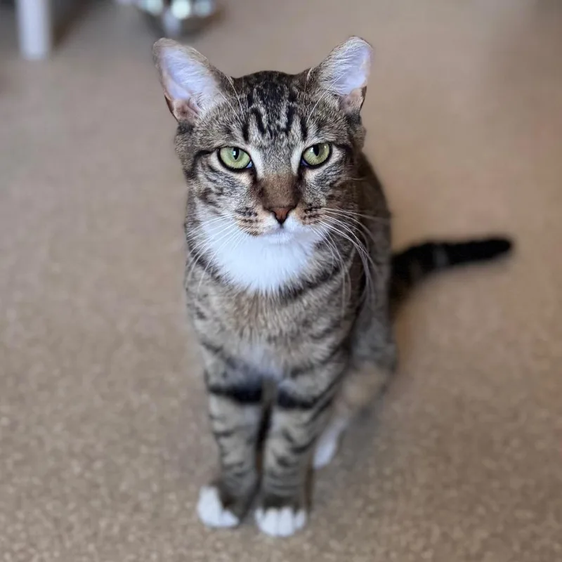 An adult large-sized male Brown / Chocolate Domestic Short Hair cat named Chuckie Finster for adoption in Salisbury, MA