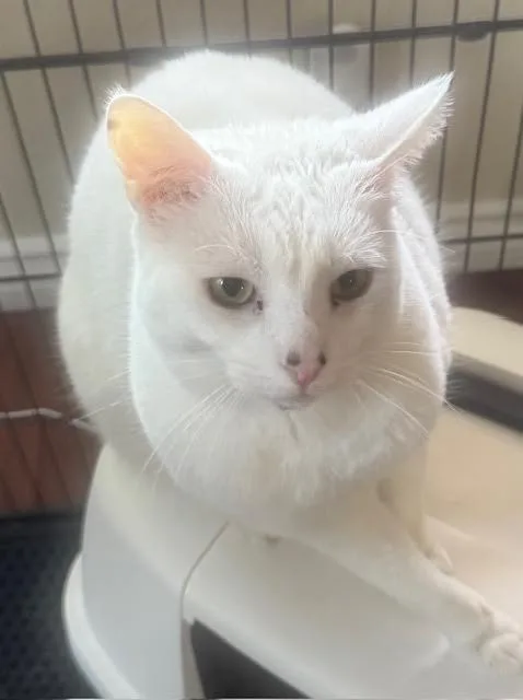 Warner “tv Guru”