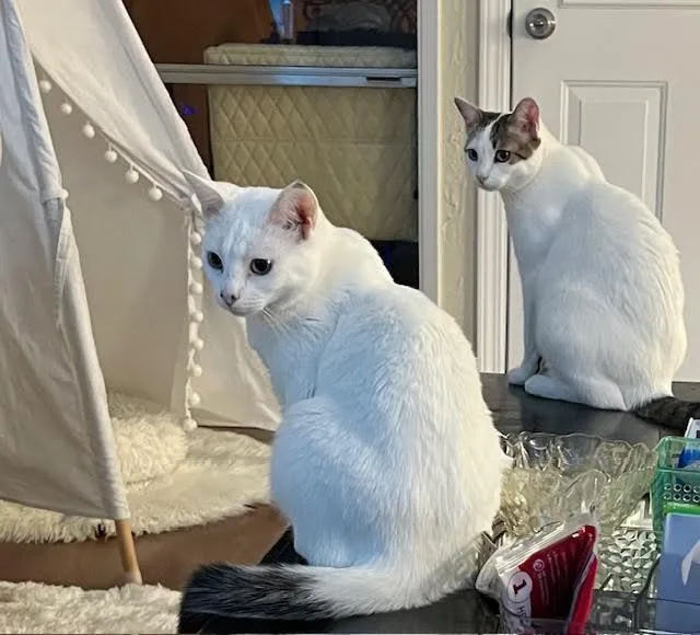 Warner “tv Guru” thumbnail 2