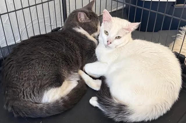 Warner “tv Guru” thumbnail 3