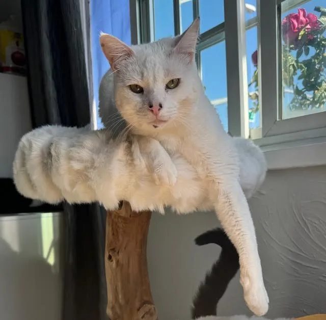 Warner “tv Guru” thumbnail 4