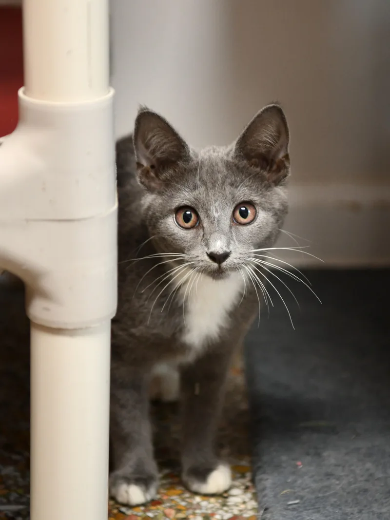 A baby medium-sized female Gray & White Domestic Short Hair cat named Ferret for adoption in Fairhope, AL