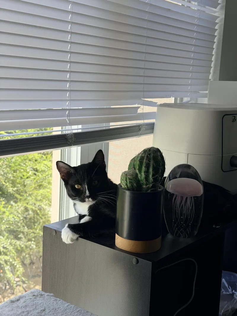 A baby medium-sized male Black & White / Tuxedo Domestic Short Hair cat named Bean for adoption in Davis, CA
