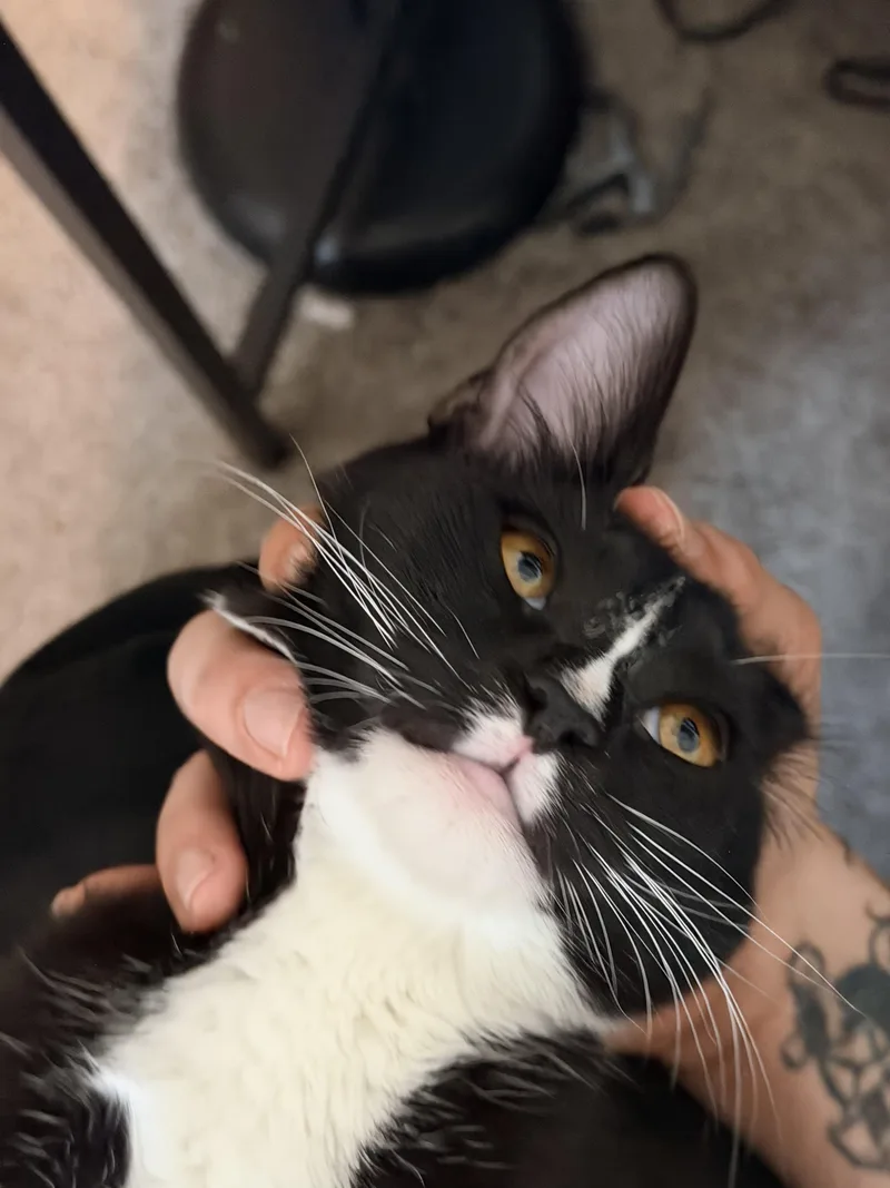 Bean thumbnail 3