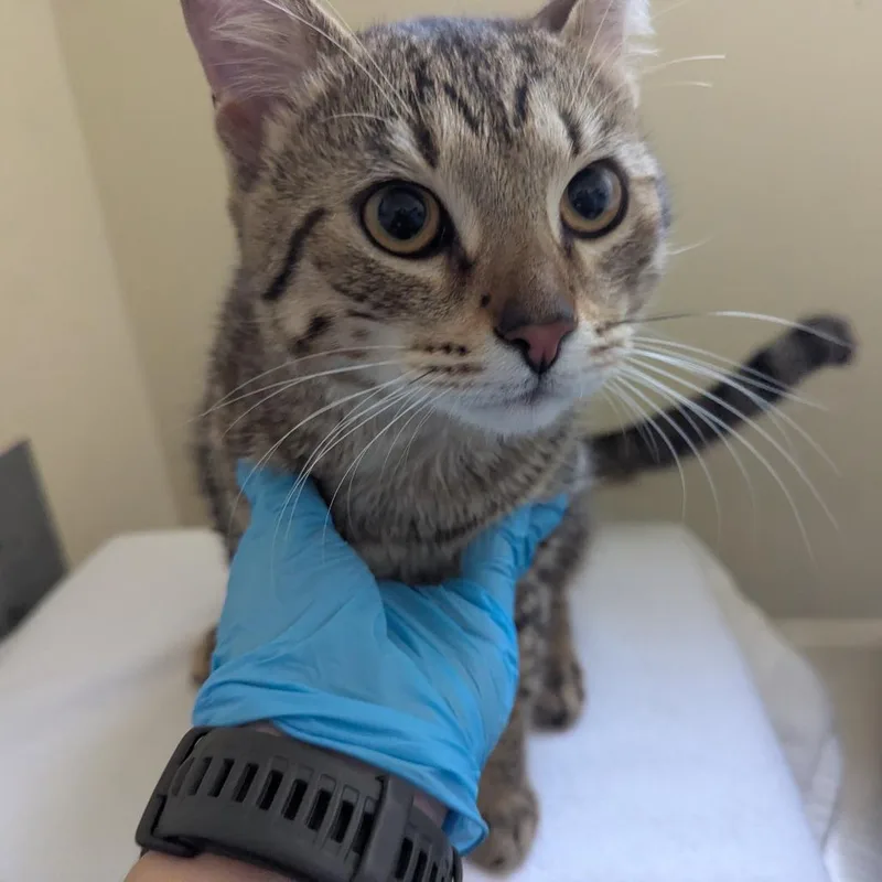 A young large-sized male Brown / Chocolate Domestic Short Hair cat named Brownie for adoption in Pasadena, CA
