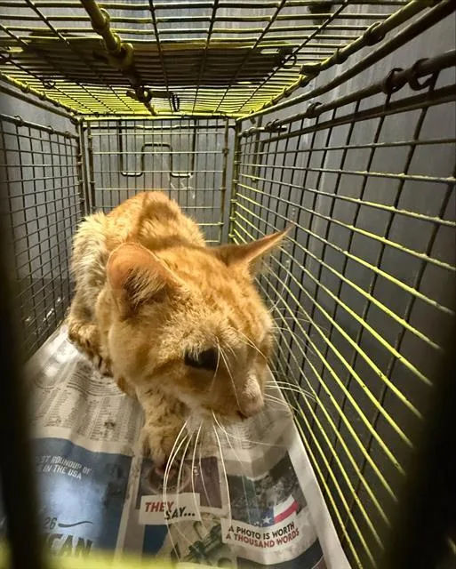 An adult medium-sized male Domestic Short Hair cat named Tango for adoption in San Antonio, TX