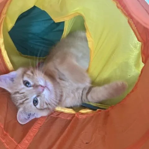 A baby small-sized male Orange / Red Domestic Short Hair cat named Joey for adoption in Fairfax Station, VA