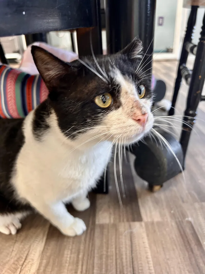 A young large-sized male Black & White / Tuxedo Domestic Short Hair cat named Bond for adoption in Grand Rapids, MI