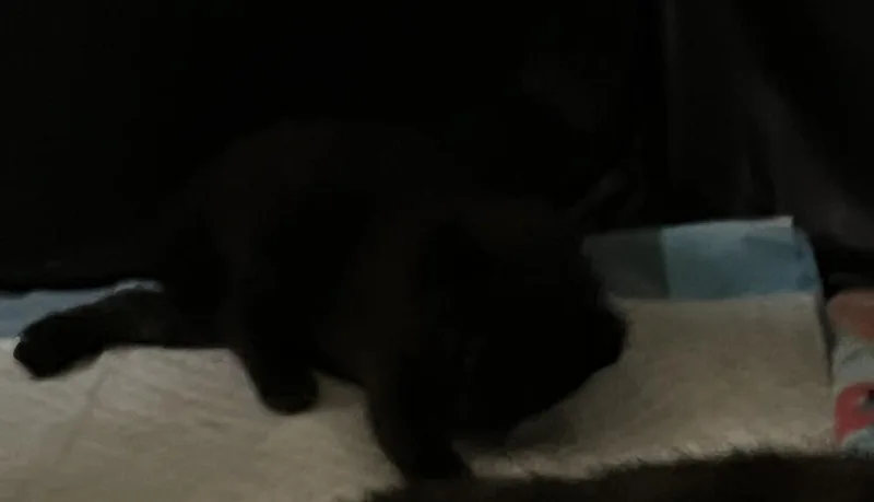 A baby small-sized male Black Domestic Short Hair cat named Lil Bear for adoption in Virginia Beach, VA