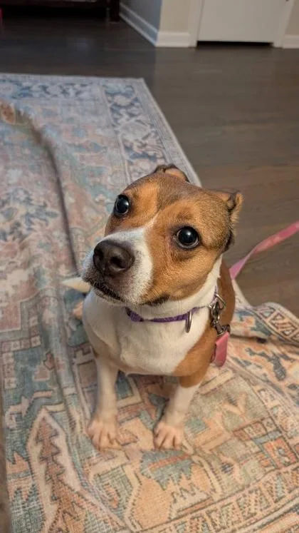 An adult medium-sized female Brown / Chocolate Mixed Breed dog named London for adoption in Kansas City, MO