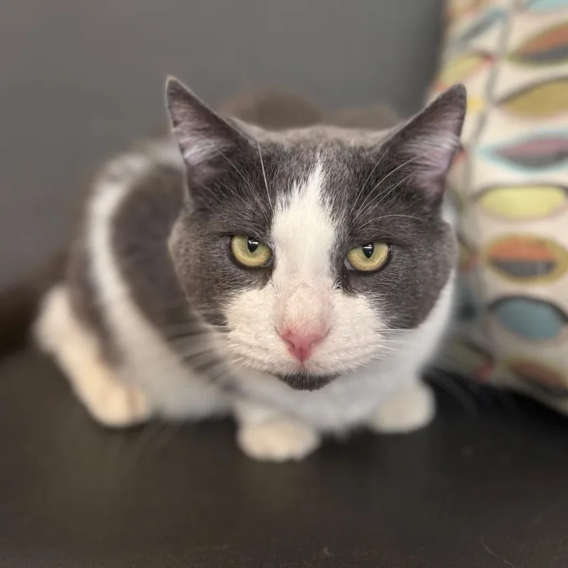 An adult large-sized male Gray / Blue / Silver Domestic Short Hair cat named Lelouch for adoption in Sarasota, FL
