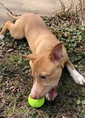 A young medium-sized male Terrier dog named Benedict for adoption in Racine, WI