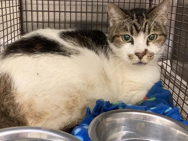 A senior large-sized male Domestic Short Hair cat named Elbee for adoption in Tustin, CA