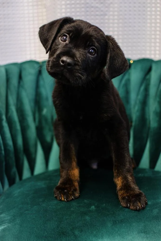 A baby large-sized male Black Rottweiler dog named Memphis for adoption in Frankfort, NY