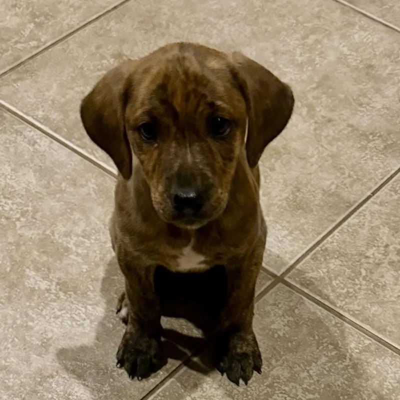 Charlie