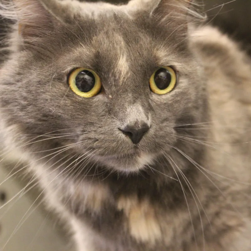 A young medium-sized female Dilute Tortoiseshell Domestic Long Hair cat named Zee Zee for adoption in Yucca Valley, CA