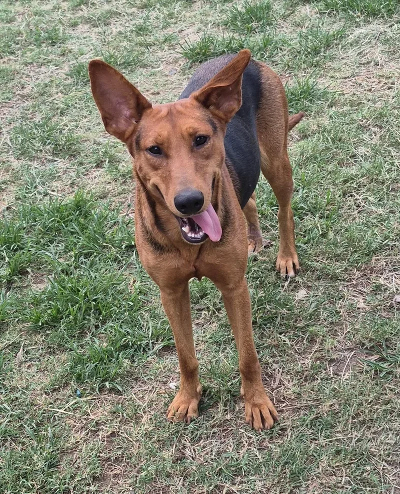 An adult medium-sized female Golden Shepherd dog named Ruby for adoption in Mcallen, TX