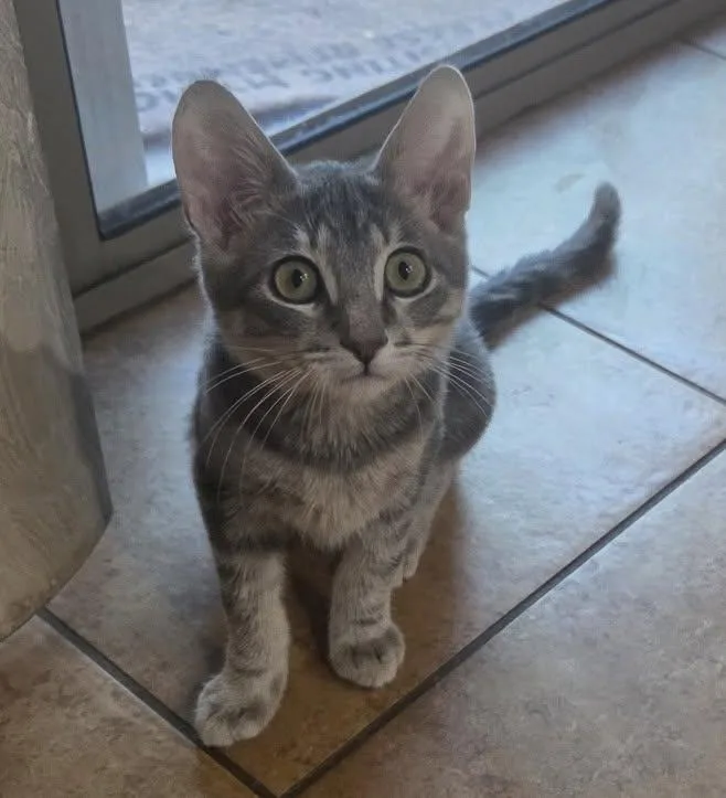 A baby medium-sized male Tabby (Gray / Blue / Silver) Domestic Short Hair cat named Dragonfly for adoption in Queen Creek, AZ