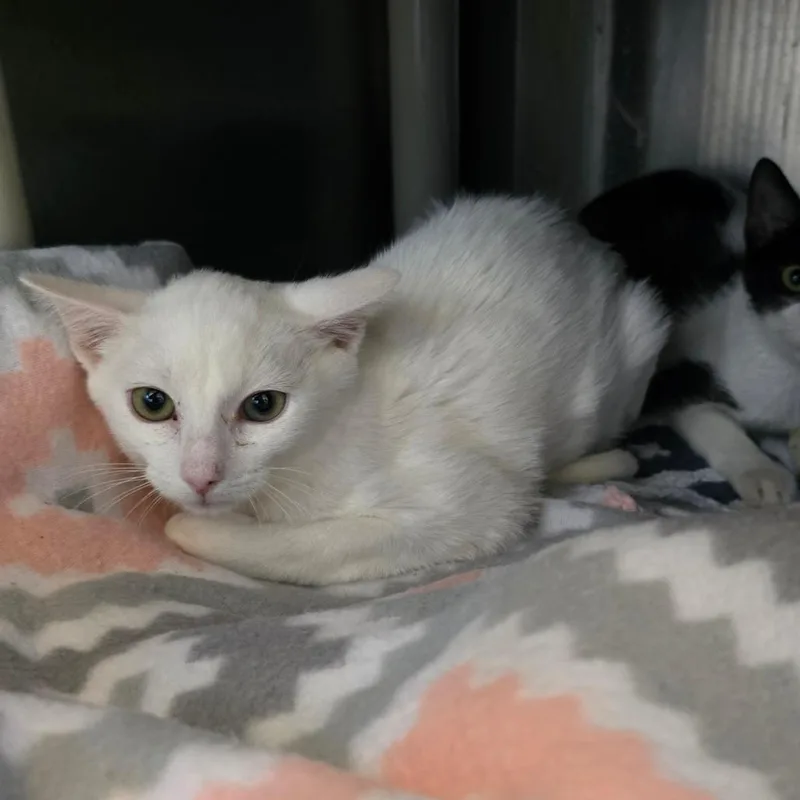 A baby small-sized female White Domestic Short Hair cat named Zara for adoption in Naples, FL
