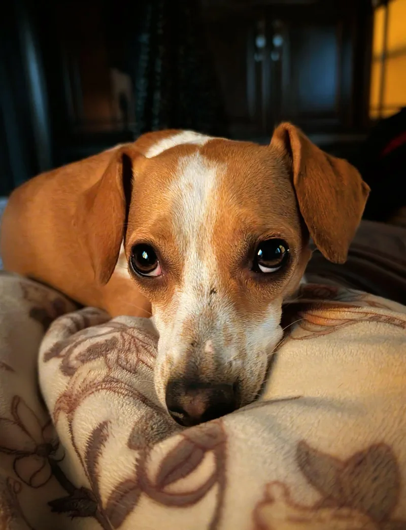 A young small-sized male Dachshund dog named Benny for adoption in Anza, CA
