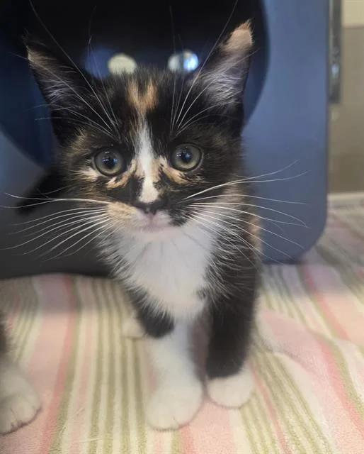 A baby small-sized female Domestic Medium Hair cat named Arugula for adoption in Auburn, CA