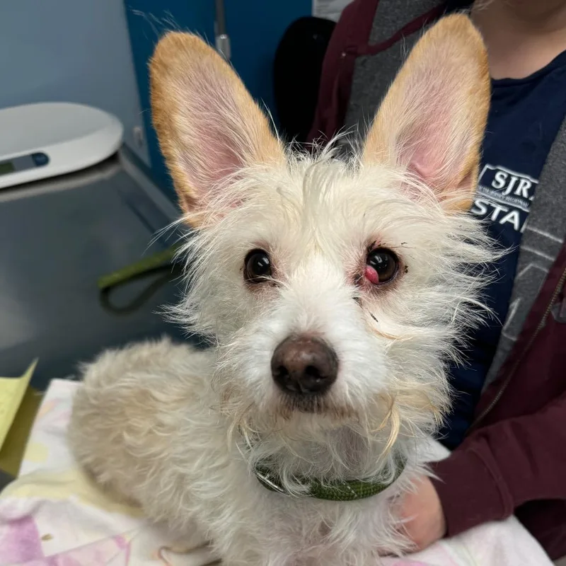 A senior small-sized female White / Cream Terrier dog named Missy for adoption in Newark, NJ