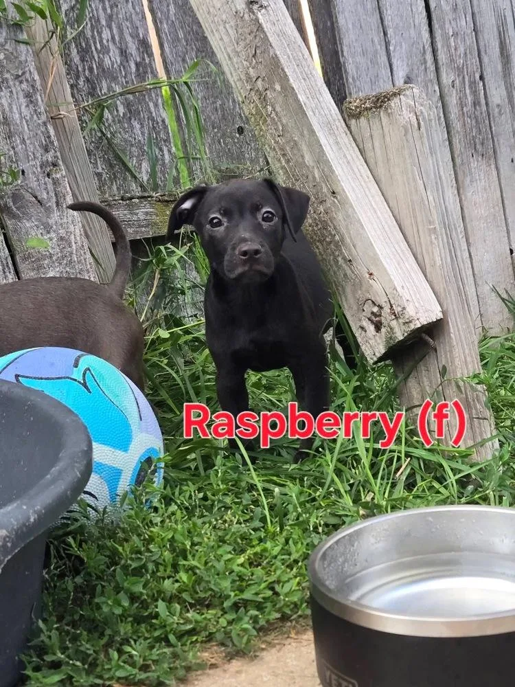Raspberry AKA Razz