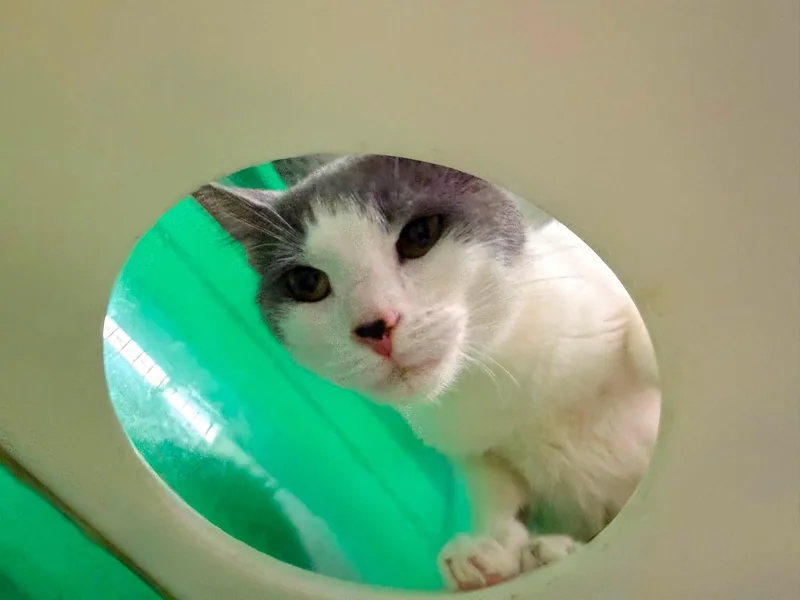 A baby medium-sized female Gray & White Domestic Short Hair cat named Parkerton for adoption in Cleveland, OH