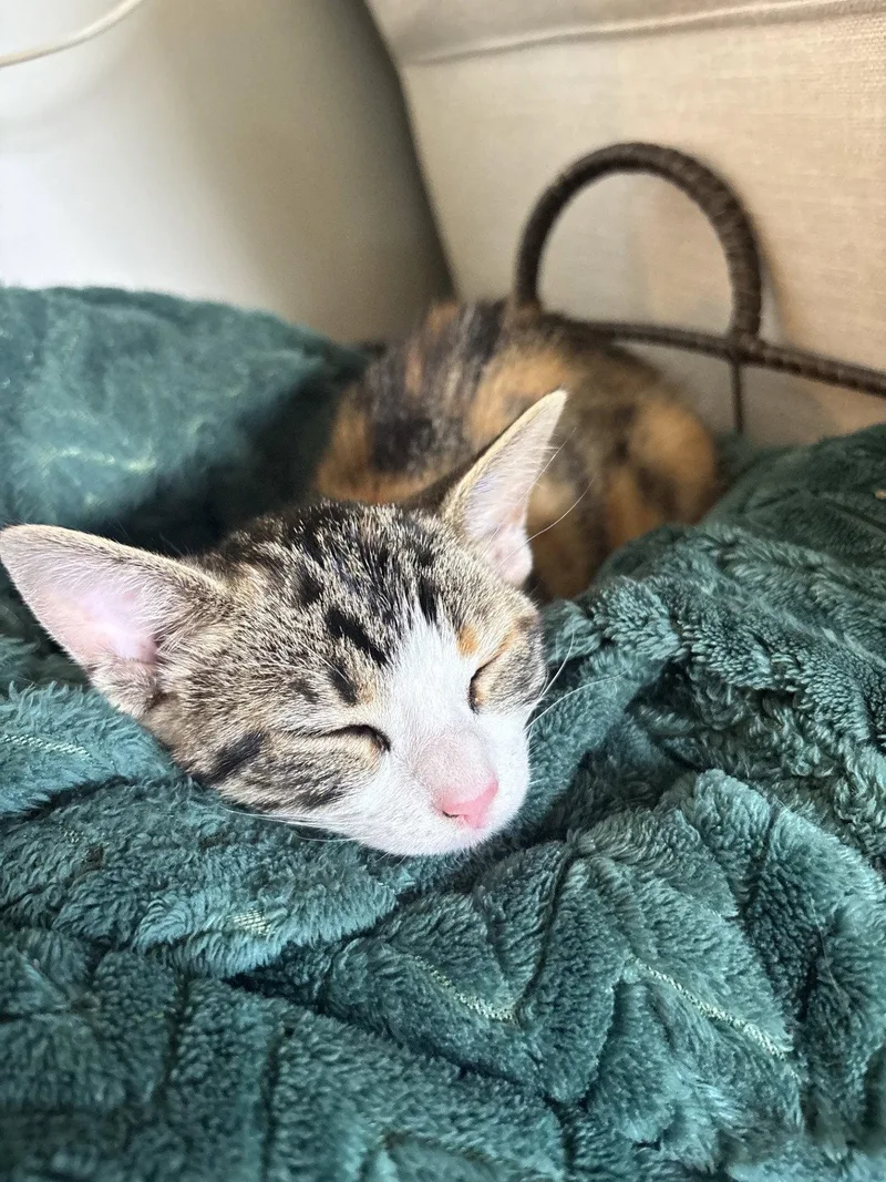 Penelope