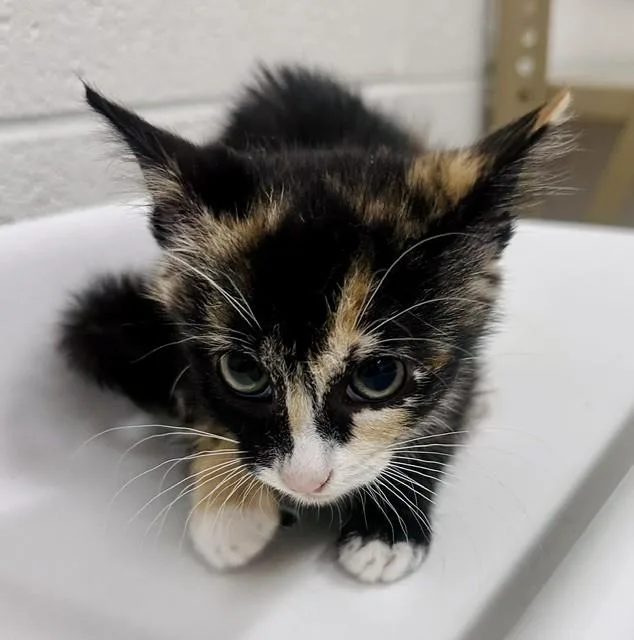 A baby small-sized female Domestic Short Hair cat named Kvass for adoption in Derwood, MD