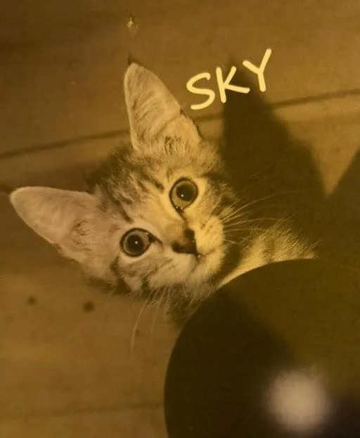 A baby medium-sized female Domestic Short Hair cat named Sky for adoption in Fort Oglethorpe, GA