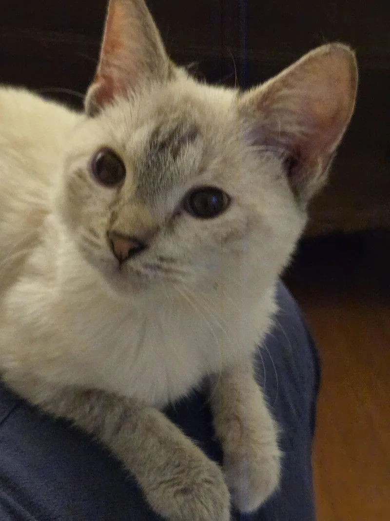 Nora