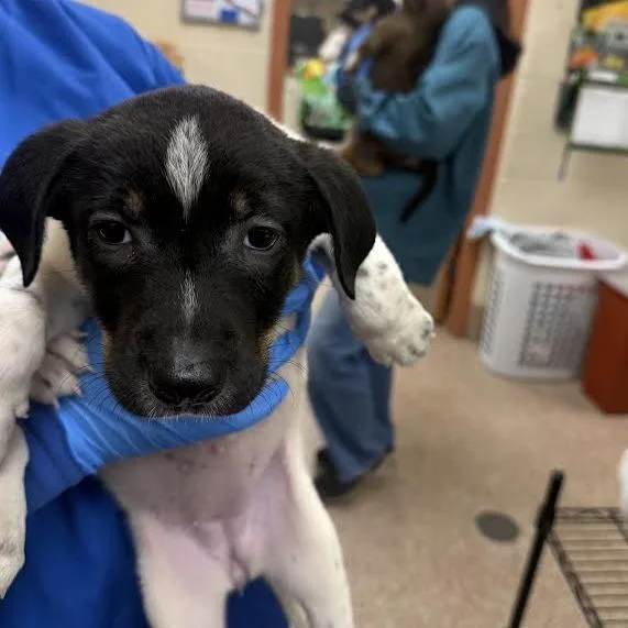 A baby small-sized female Black German Shepherd Dog named Jeebie for adoption in Springfield, MA
