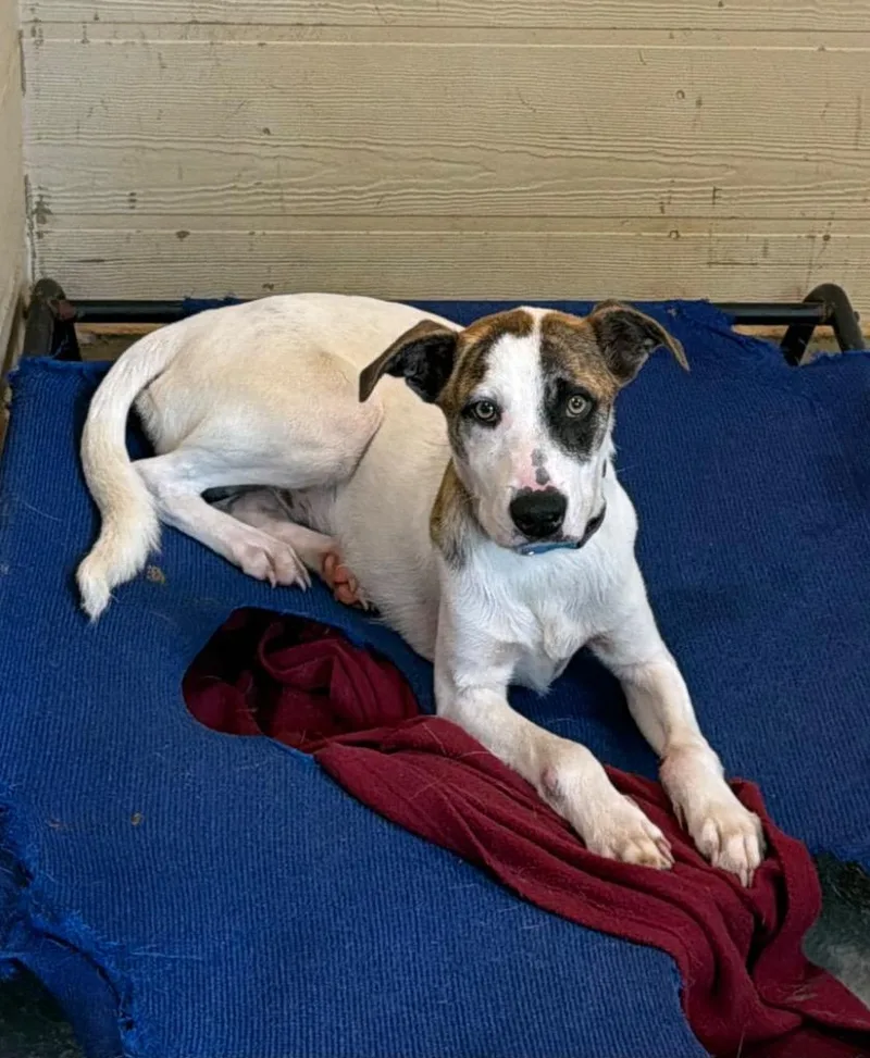 A young medium-sized male Tricolor (Brown, Black, & White) Mixed Breed dog named Hank for adoption in Ruston, LA