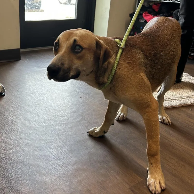An adult medium-sized female Brown / Chocolate Labrador Retriever dog named Pearl for adoption in League City, TX