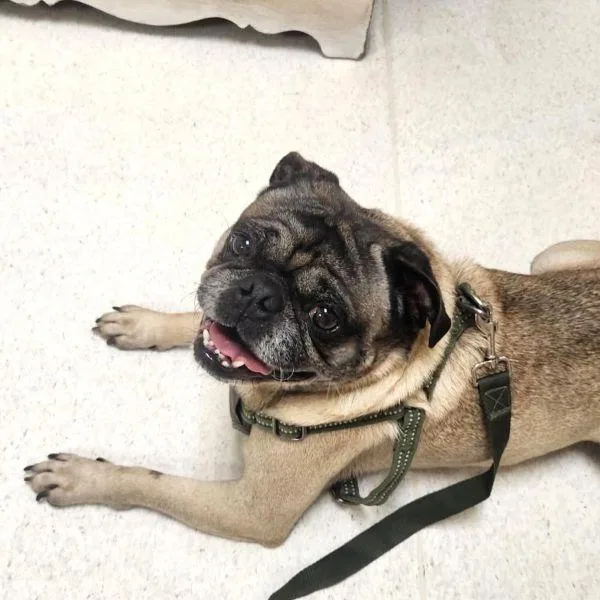 An adult small-sized male Yellow / Tan / Blond / Fawn Pug dog named Pringles for adoption in Alvin, TX