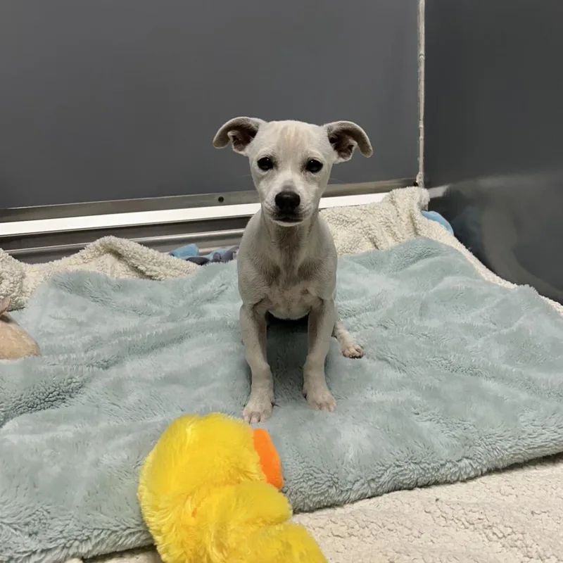 A baby small-sized female White / Cream Chihuahua dog named Harmony for adoption in East Hanover, NJ