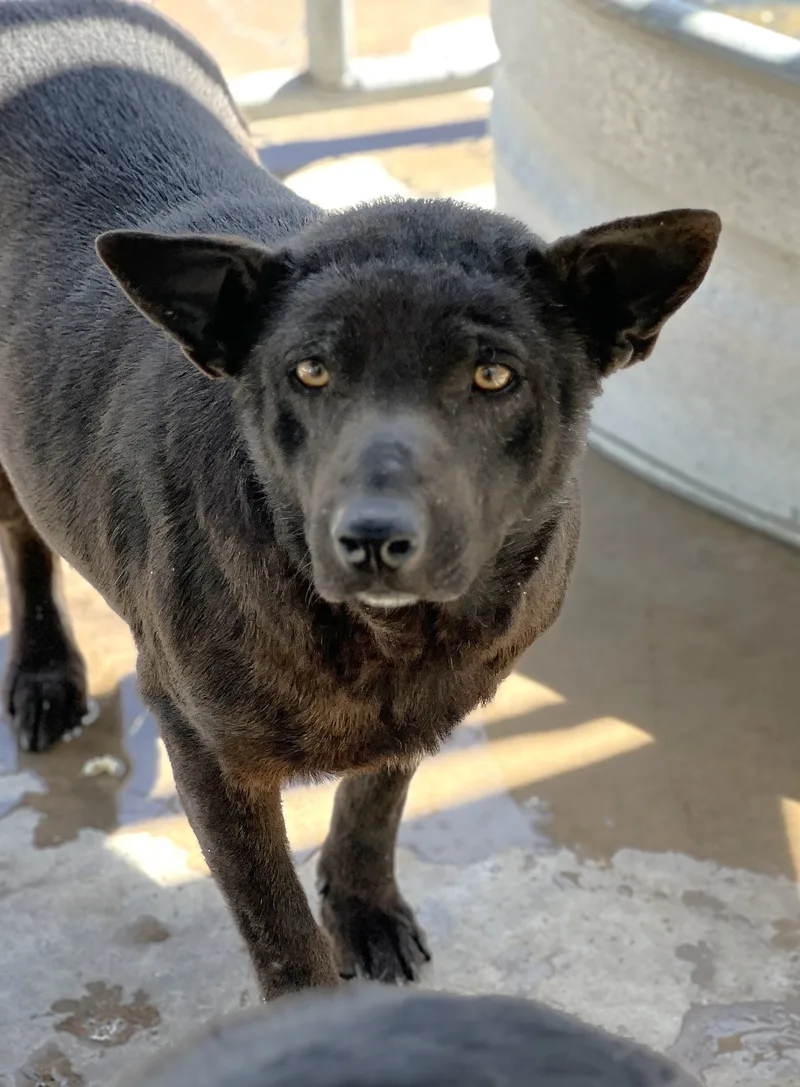 Rosemary thumbnail 2