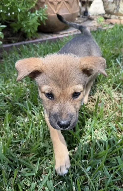 A baby medium-sized female Shepherd dog named Misty for adoption in Commerce City, CO