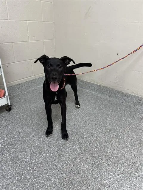 A baby small-sized female Labrador Retriever dog named Bubbles for adoption in Pasadena, TX