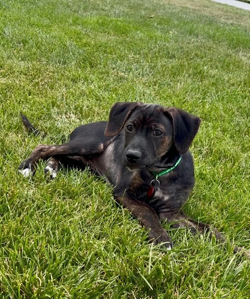 A baby medium-sized male Hound dog named Ross for adoption in North Prairie, WI