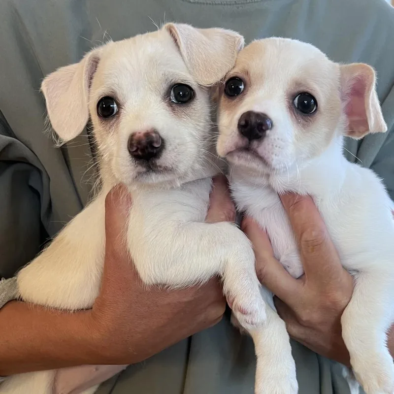 A baby small-sized female White / Cream Mixed Breed dog named Snowy for adoption in Hailey, ID