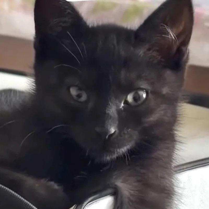 A baby small-sized male Black Domestic Short Hair cat named Smokey for adoption in Oakland, CA