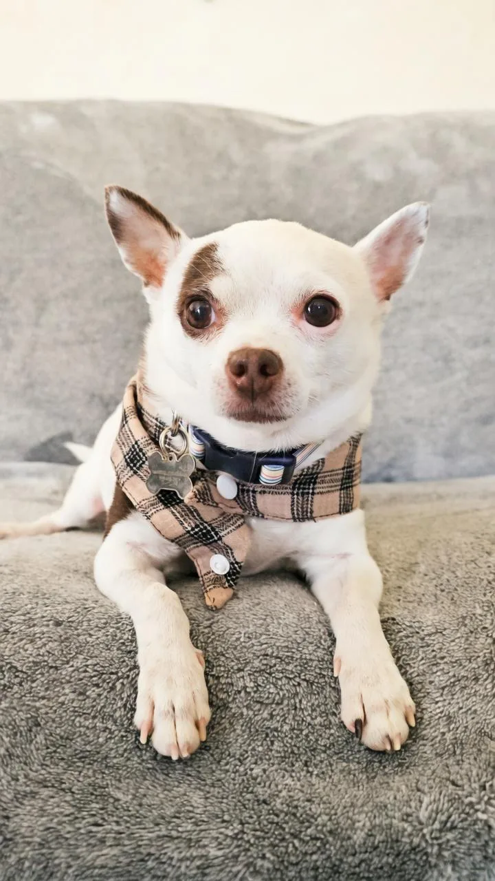 A senior small-sized male Chihuahua dog named Aero for adoption in Twin Falls, ID
