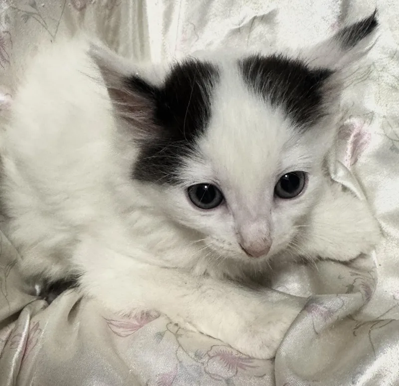 A baby medium-sized female White Domestic Long Hair cat named Hyde for adoption in Port Washington, WI