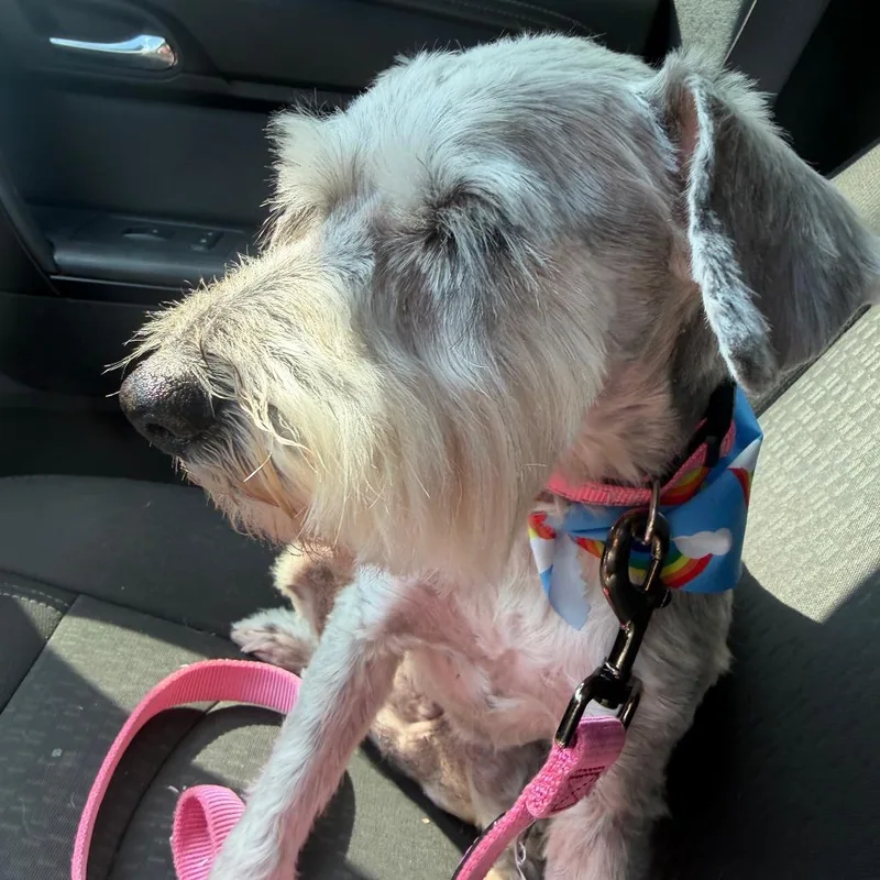 A senior small-sized female Gray / Blue / Silver Schnauzer dog named Heidi for adoption in Raleigh, NC