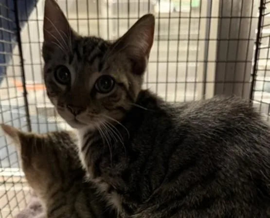 A baby small-sized male Domestic Short Hair cat named Angel for adoption in Van Nuys, CA
