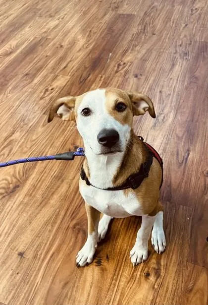 A young small-sized female Mixed Breed dog named BabyJaneDoe for adoption in Covington, LA